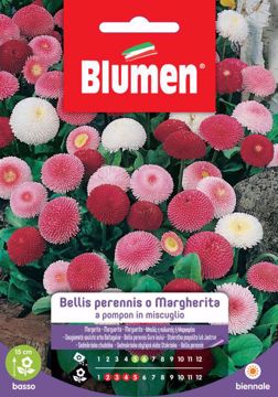 Picture of BELLIS PERENNIS IN MIX