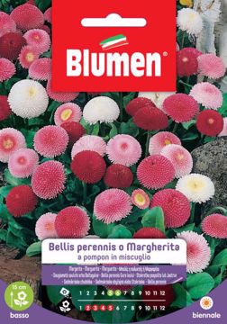 Immagine di BELLIS PERENNIS IN MIX