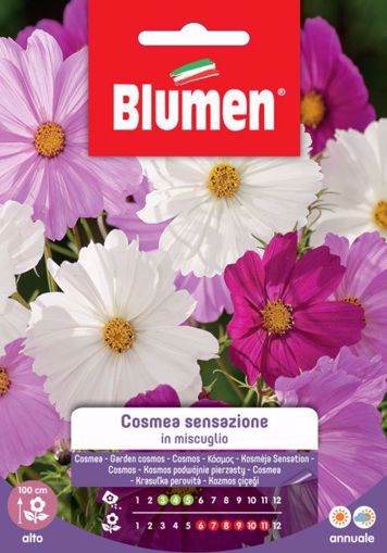 Immagine di Confezione semi Cosmea sensazione in mix Blumen fiore alto aiuole bordure pianta
