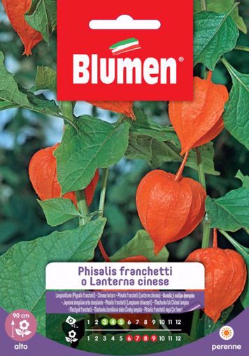Immagine di LANTERNA CINESE PHYSALIS