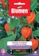 Immagine di LANTERNA CINESE PHYSALIS