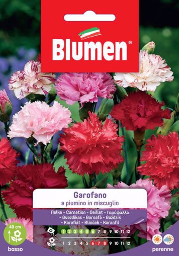 Picture of Confezione semi Garofano a piumino in mix Blumen pianta vasi bordure decorazione