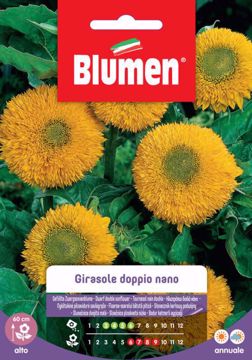 Picture of Confezione semi girasole doppio nano giallo Blumen pianta per giardino e vaso