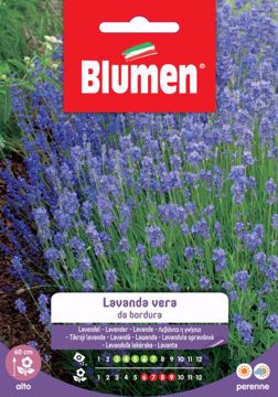 Picture of Confezione semi Lavanda Vera da bordura Blumen pianta giardino roccioso vialetto