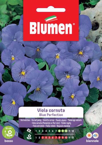 Immagine di VIOLA CORNUTA BLU PERFECTION