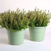 Immagine di Vaso in plastica circolare per piante diametro: cm 25 colore: salvia serie: hedera