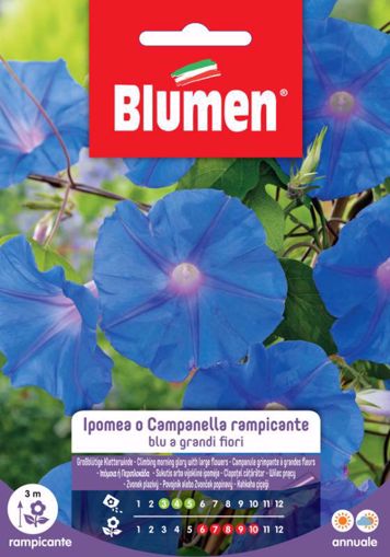 Immagine di IPOMEA CAMPANELLA RAMPICANTE BLU