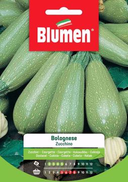 Immagine di ZUCCHINO BOLOGNESE