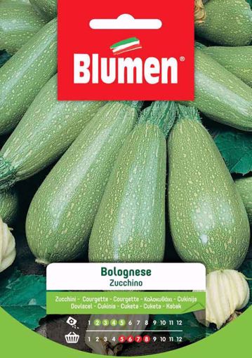 Immagine di ZUCCHINO BOLOGNESE