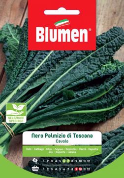 Immagine di CAVOLO NERO PALMIZIO DI TOSCANA