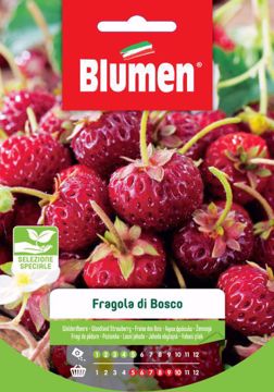 Immagine di FRAGOLE DI BOSCO