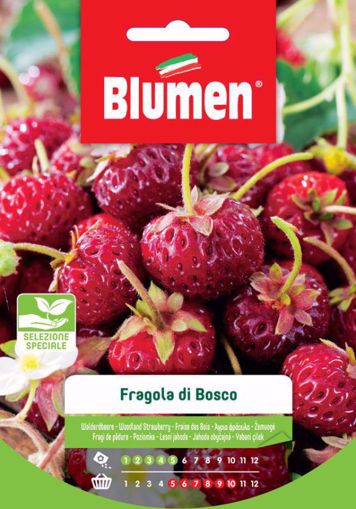 Immagine di FRAGOLE DI BOSCO