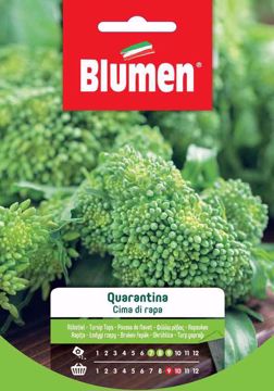 Picture of CIMA DI RAPA QUARANTINA
