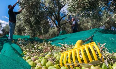 Immagine per la categoria OLIO E OLIVICOLTURA