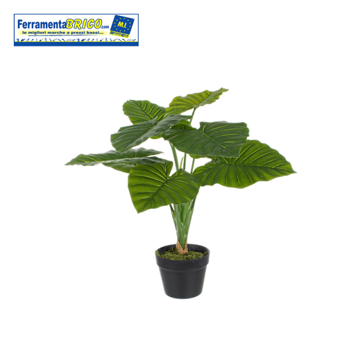 Immagine di PIANTA DIEFFENBACHIA C-VASO 9F H60CM BIZZOTTO