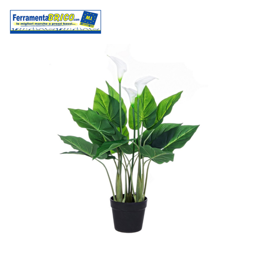 Immagine di PIANTA CALLA C-VASO 15 FOGLIE X3F H68 BIZZOTTO