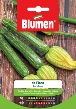 Immagine di ZUCCHINO DA FIORE