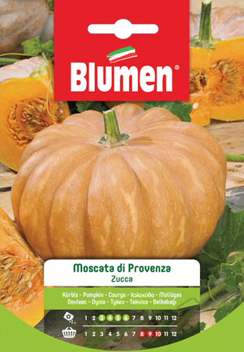 Immagine di ZUCCA MOSCATA DI PROVENZA