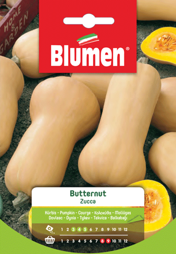 Immagine di ZUCCA  BUTTERNUT