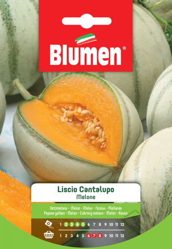 Immagine di MELONE LISCIO CANTALUPO