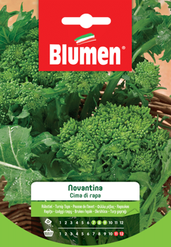 Immagine di CIMA DI RAPA NOVANTINA