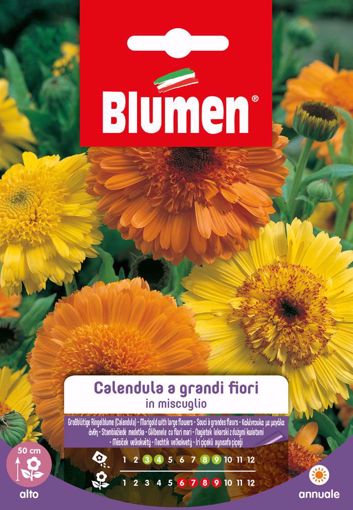 Immagine di CALENDULA A GRANDI FIORI IN MISCUGLIO