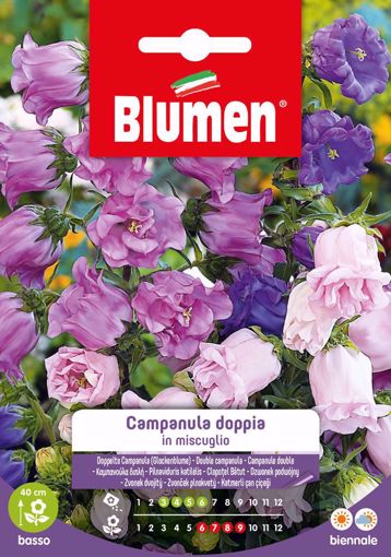 Immagine di CAMPANULA DOPPIA IN MISCUGLIO