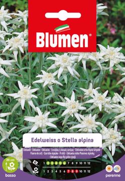 Immagine di EDELWEISS O STELLA ALPINA