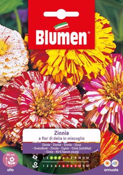 Immagine di ZINNIA A FIOR DI DALIA IN MISCUGLIO