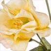 Immagine di LISIANTHUS 3 FIORI + 4 BOCCIOLI CHAMPAGNE 78CM