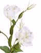 Immagine di LISIANTHUS 3 FIORI + 4 BOCCIOLI BIANCO 78CM