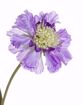 Immagine di SCABIOSA X 3 FIORI VIOLA 51CM