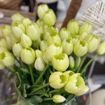 Immagine di BOUQUET ARTIFICIALE DI 5 TULIPANI BIANCO – H 40 CM